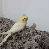 عروس هلندی گمشدغروب فرار کرده نصر