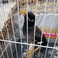 مینا 1 ساله|پرنده|مشهد, ابوذر|دیوار