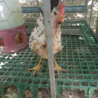 خروس گلین