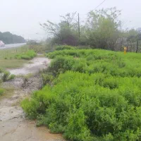 14000متر زمین کشاورزی متری 250|فروش زمین و ملک کلنگی|رضوانشهر, |دیوار