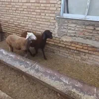 بره نرو ماده|حیوانات مزرعه|آق قلا, |دیوار