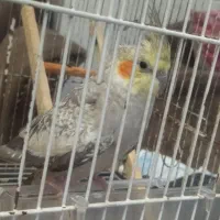 عروس هلندی 650. تومان