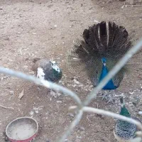 طاووس هندی ابلغ و مصری|پرنده|تاکستان, |دیوار