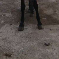 نعل بندی اسب