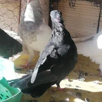 جفت زاغ کلاهی نر وماده با یک زاغ ماده|پرنده|بم, |دیوار