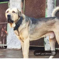 دنبال سگ نگهبانم