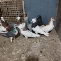 تعدادی پلاکی و شهری|پرنده|شیراز, سیاه سنگ|دیوار