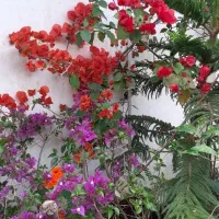 گلخانه مهر