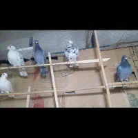 کبوتر پرشی|پرنده|درگز, |دیوار