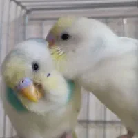 چهار عدد مرغ عشق رنگی کمانی زرد و آبی