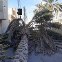 قطع وخریداری نخل و مرکبات|خدمات باغبانی و درختکاری|جهرم, |دیوار