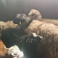 بره نر|حیوانات مزرعه|بیرجند, |دیوار