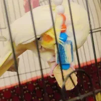 عروس هلندی ماده بالغ