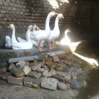 فروش دو جفت قوغاز بالغ سفید