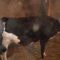 گاو ابستن ۲ شکم|حیوانات مزرعه|حسین آباد, |دیوار