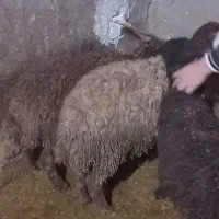 بره ماده|حیوانات مزرعه|سنندج, |دیوار