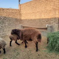 گوسفند نره چاق