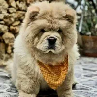 فروش چاو چاو اصیل زبان بنفش