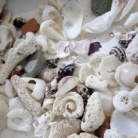 دستبند صدفی|بدلیجات|تهران, نظامآباد|دیوار