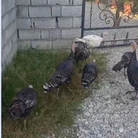 بوقلمون