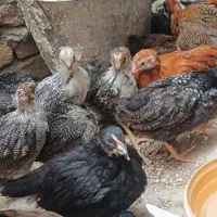 جوجه|حیوانات مزرعه|مشهد, طبرسی شمالی|دیوار