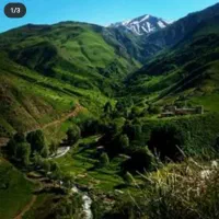 هرز انواع درختان هسته دار با پیش از 20 سال سابقه