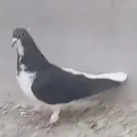 چپ سیاه شقه|پرنده|شیراز, وزیرآباد|دیوار