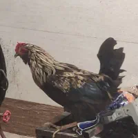 خروس سالم|حیوانات مزرعه|اهواز, کوی مندلی(سه راه خرمشهر)|دیوار