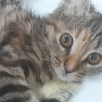 گربه واگذاری رایگان