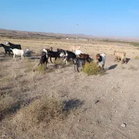 بزشیرا|حیوانات مزرعه|سبزوار, قصبه غربی|دیوار