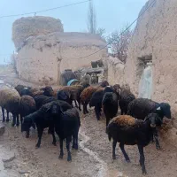 17عدد گوسفند نر جوان دشتی آماده برای پروار بندی|حیوانات مزرعه|حلب, |دیوار