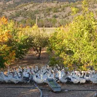 فروش غازدورگه صدرصد محلی