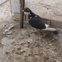 رنگی|پرنده|شوشتر, |دیوار