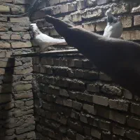 طوقی هفت رنگ