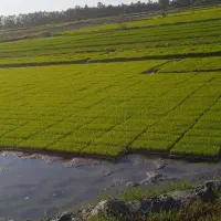 تیم|خدمات باغبانی و درختکاری|بندر گز, |دیوار