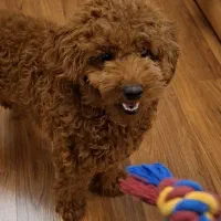 جفت گیری با پودل توی نر دارک رد