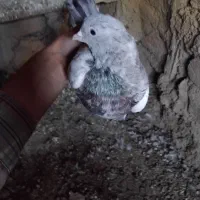 کبوتر سرور پا پر