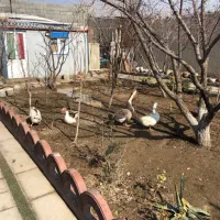 غار و قو غار