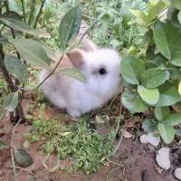 خرگوش لوپ توپل و بازیگوش