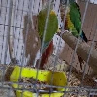 گرینچیک یک جفت و یک تک و فنچ