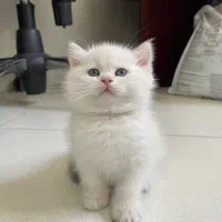 گربه نر بریتیش سیلور ns12