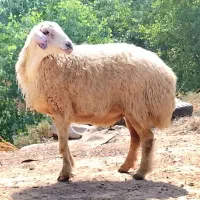 1عدد گوسفند ابستن شرط نزدیک زا لب الجنی.   بره