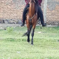 ۳۰۰۰متر زمین مسکونی مناسب ویلا روستای جمال کندی