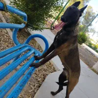 مالینویز جهت کشش|سگ|آبادان, |دیوار