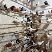 کفتر|پرنده|قم, کلهری|دیوار