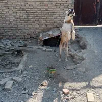سگ نگهبان|سگ|سیرجان, |دیوار