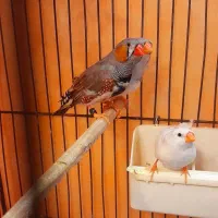 یه جفت زبرا مولد 450 ت