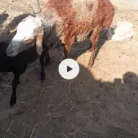 گوسفند