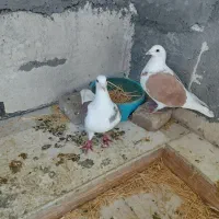 کبوتر پلاکی گرددار|حیوانات|خرم‌آباد, |دیوار