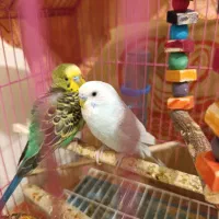 مرغ عشق نرماده|پرنده|لالی, |دیوار